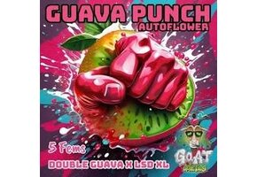 G.O.A.T guava punch Autoflower 5 pack