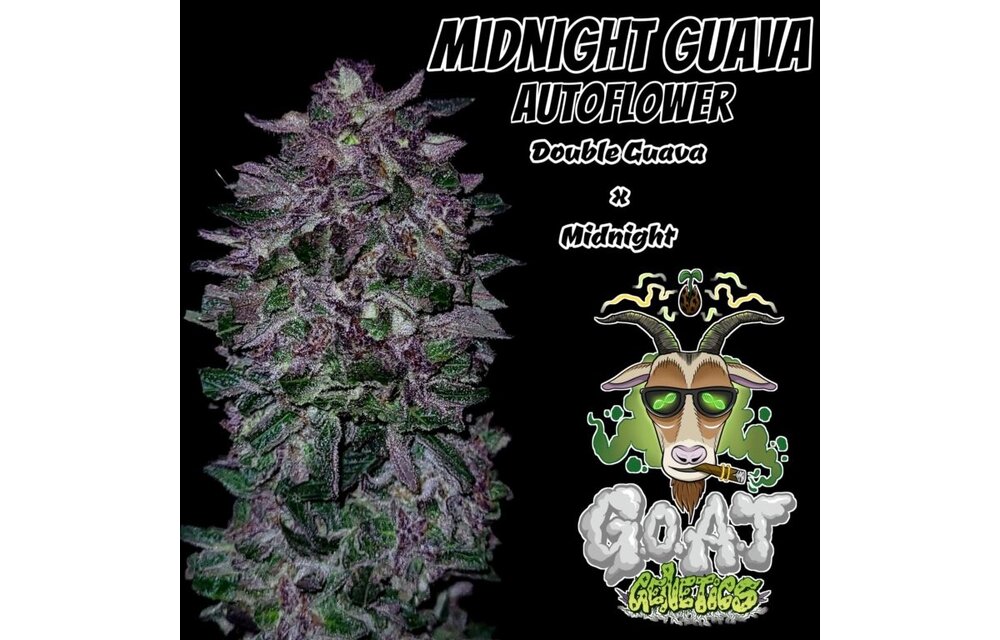 G.O.A.T midnight guava Autoflower 5 pack