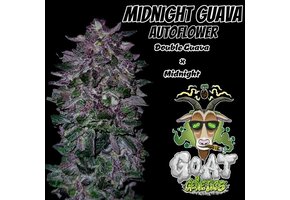 G.O.A.T midnight guava Autoflower 5 pack