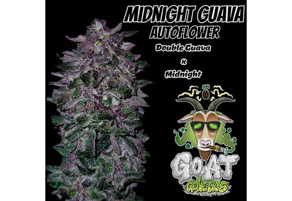 G.O.A.T midnight guava Autoflower 5 pack