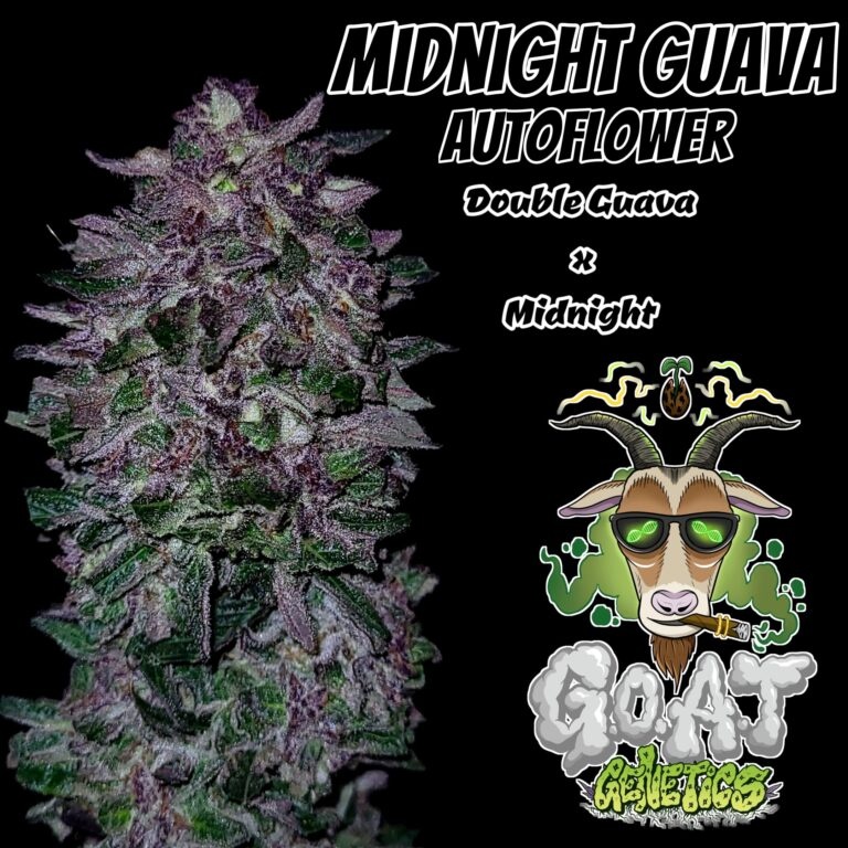 G.O.A.T midnight guava Autoflower 5 pack