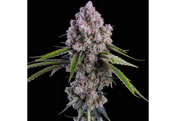 Ethos Pepe Silvia R1