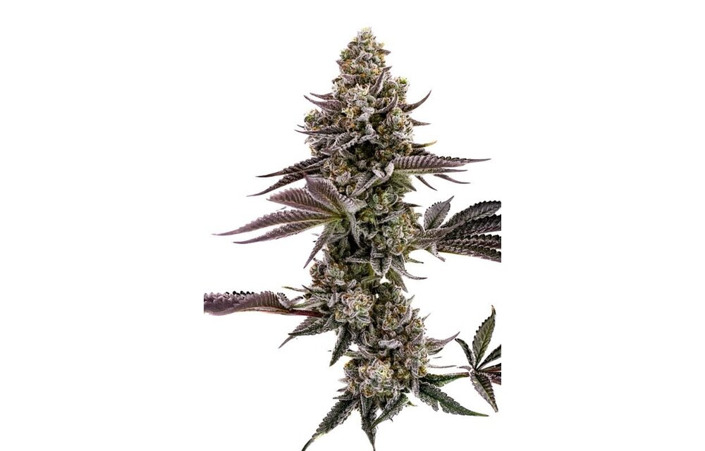 Humboldt blueberry cupcake