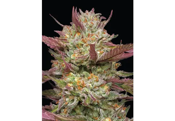 Humboldt blueberry pancakes 5 seed pack