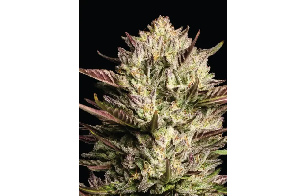 Humboldt California octane