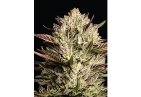 Humboldt California octane 5 seed pack