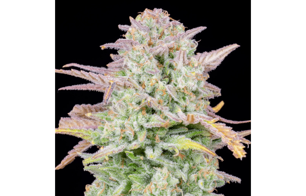 Fast Buds Original Trainwreck
