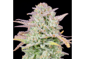 Fast Buds Original Trainwreck