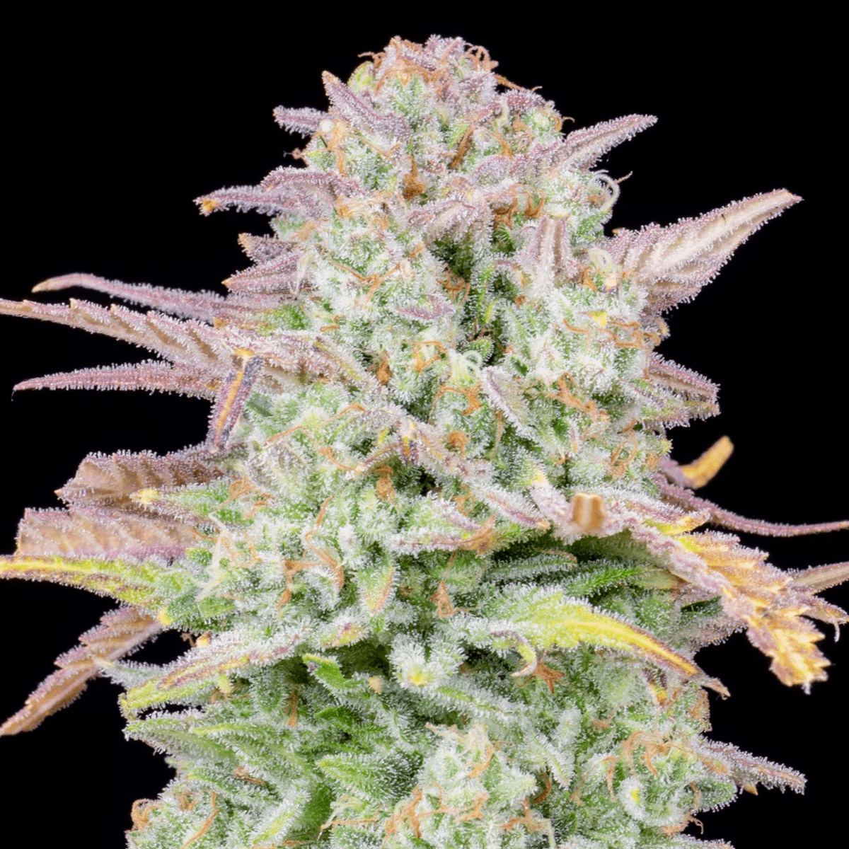 Fast Buds Original Trainwreck