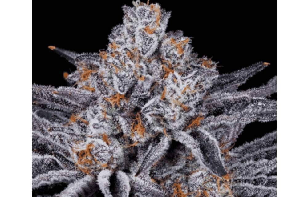In-House Genetics Platinum Kush Breath 3pk