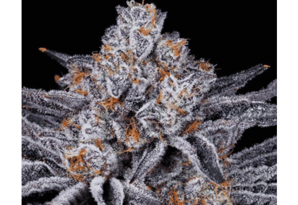 In-House Genetics Platinum Kush Breath 3pk