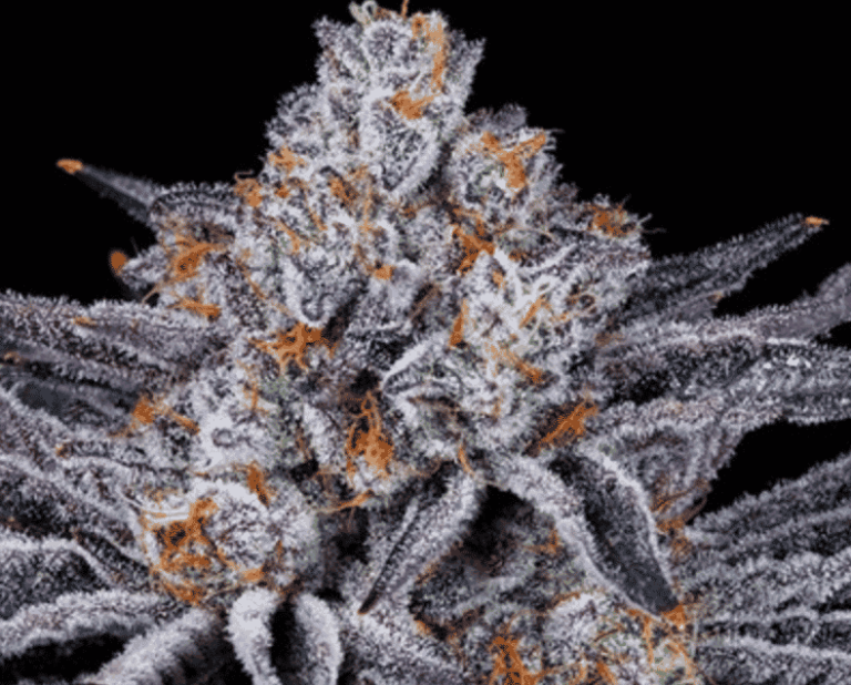 In-House Genetics Platinum Kush Breath 3pk