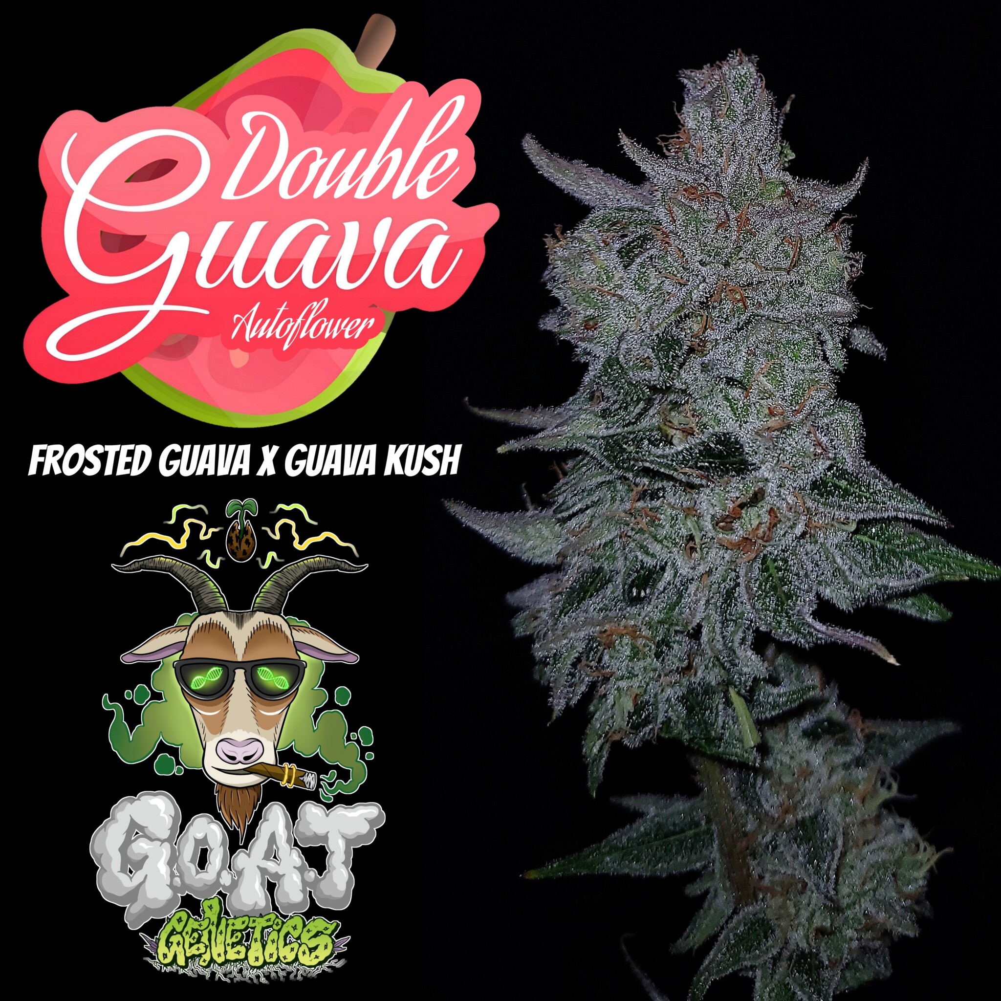 G.O.A.T Double Guava