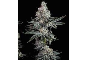 Grandpas cookies r2 v1