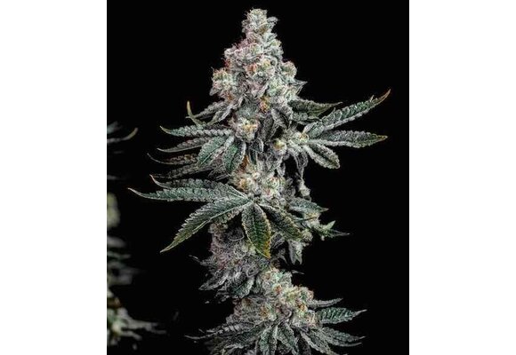 Grandpas cookies r2 v1