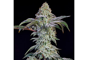 Grandpas cookies 6 s1