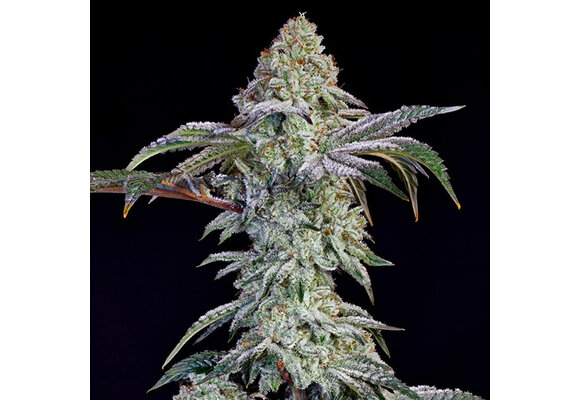 Grandpas cookies 6 s1