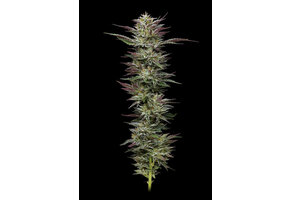 Humboldt Nutter budder 5 seed pack