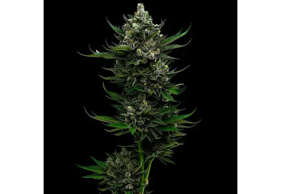 Humboldt All gas og 5 seed pack