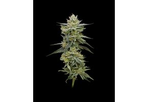 Humboldt Hella jelly 5 seed pack