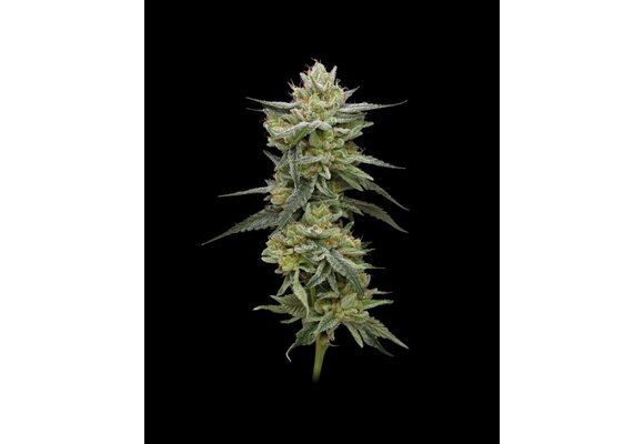 Humboldt Hella jelly 5 seed pack