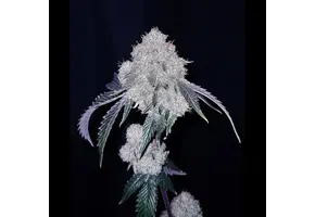 G.o.a.t. Cherry Iced Cream