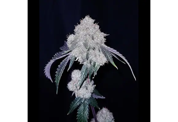 G.o.a.t. Cherry Iced Cream