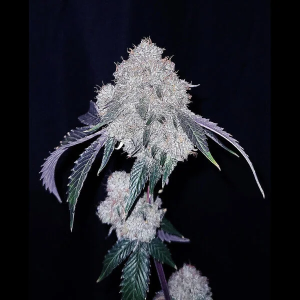 G.o.a.t. Cherry Iced Cream