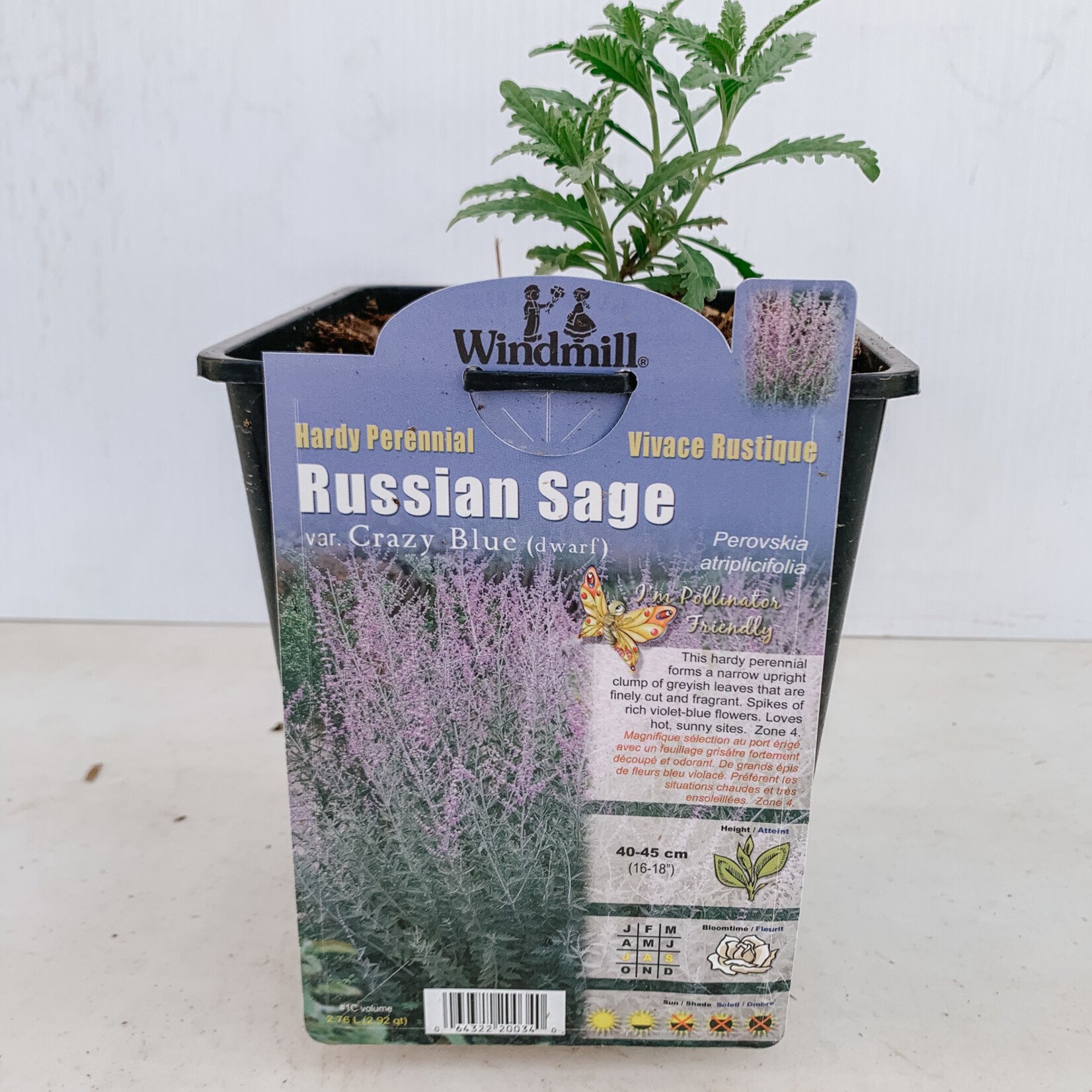 Pollinator Friendly Perennial Collection Pan Am Russian Sage 'Crazy Blue' #1