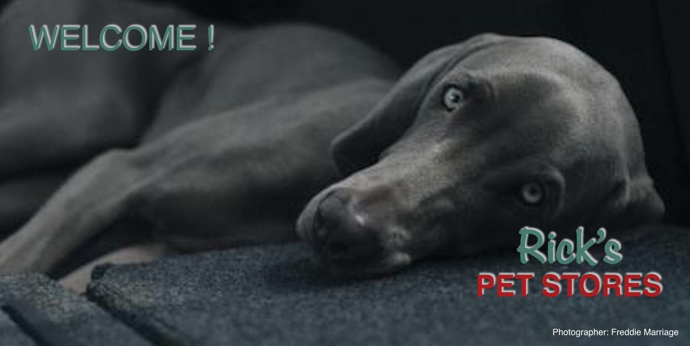 Rick S Pet Stores Rick S Pet Stores Inc