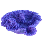 UNDERWATER TREASURES (D) Open Brain Coral - Purple - Medium