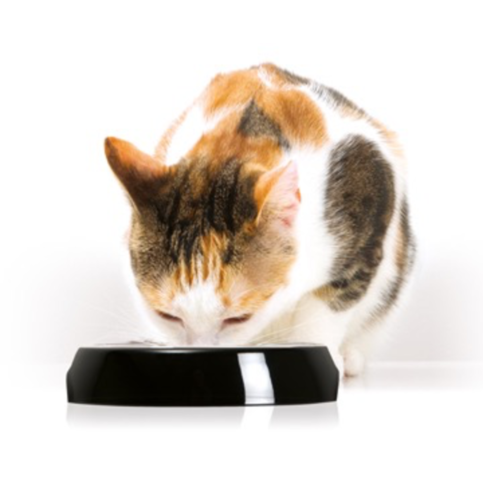 CAT IT (W) Catit Feeding Single Dish - Black - 200 ml (6.83 fl oz)
