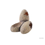 EXO TERRA (D) Exo Terra Dinosaur Eggs