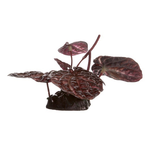 FLUVAL (D) Fluval Red Lotus, Small, 10cm(4in) w/Base