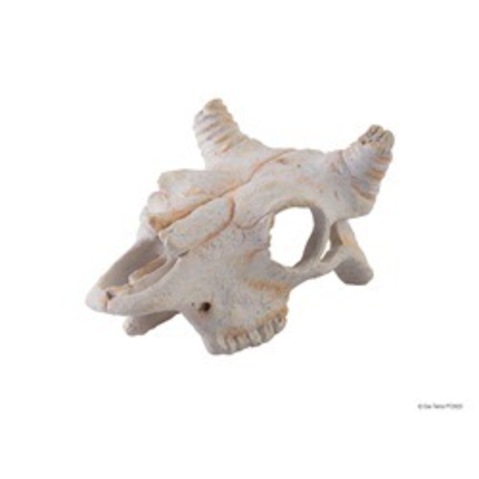 EXO TERRA (D) Exo Terra Buffalo Skull - Small
