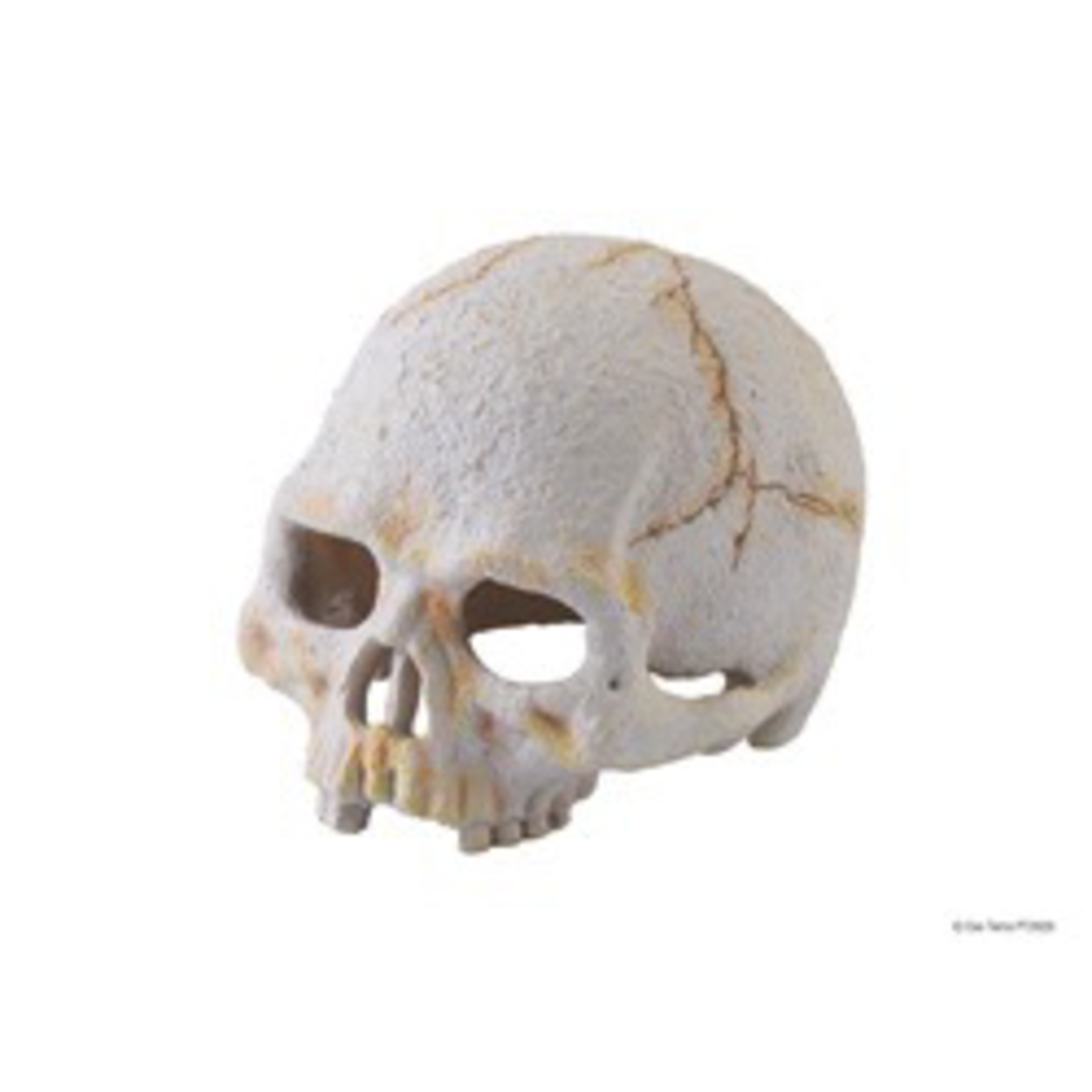 EXO TERRA (D) Exo Terra Primate Skull - Small