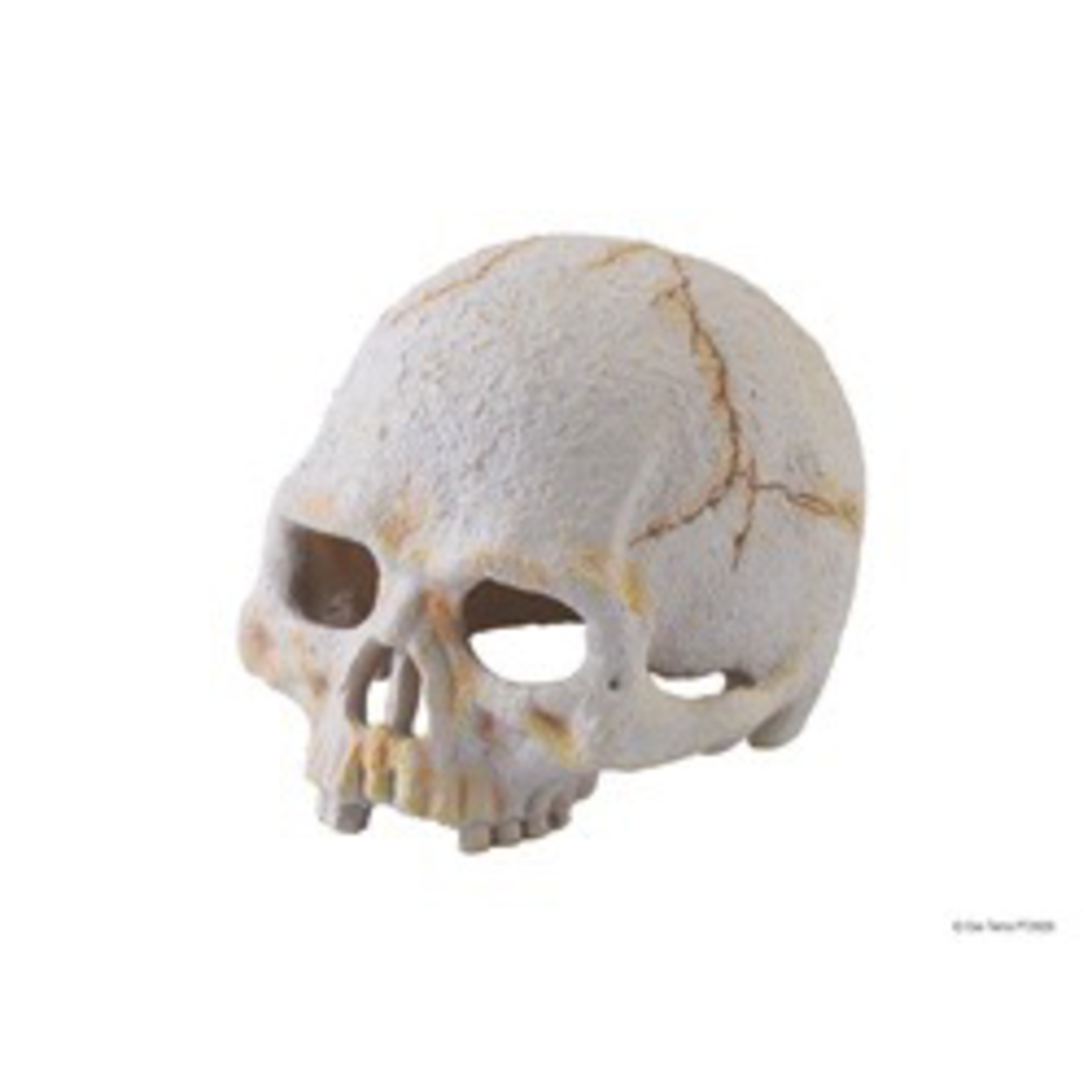 EXO TERRA Exo Terra Primate Skull - Small
