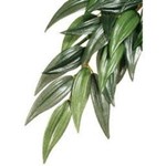 EXO TERRA (W) Exo Terra Silk Plant Med.Ruscus-V