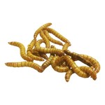 GIANT MEALWORMS (QTY. 25)