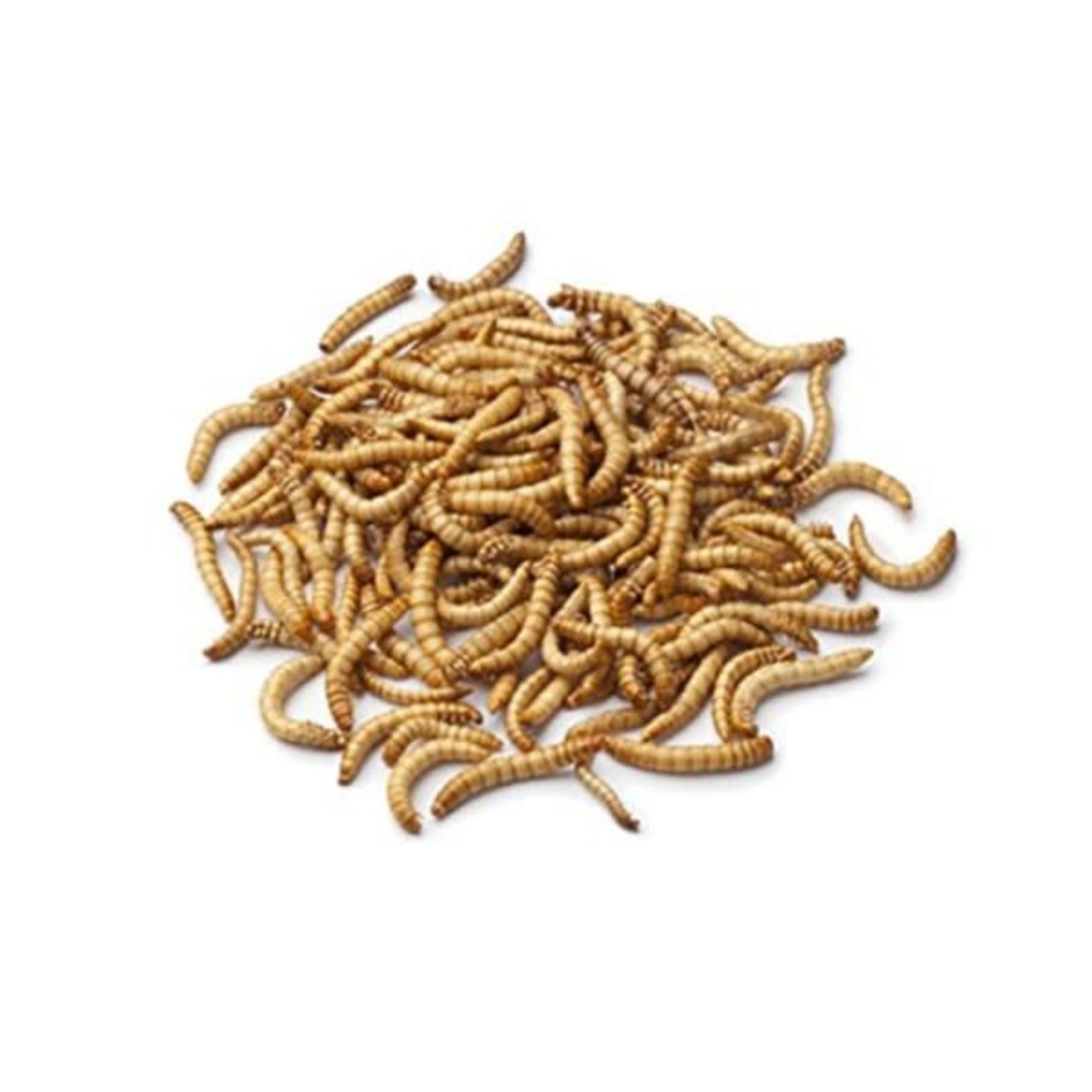 MEALWORMS (100 LOT)