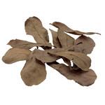 FLUVAL Fluval Betta Tropical Almond Leaves - 10 pack