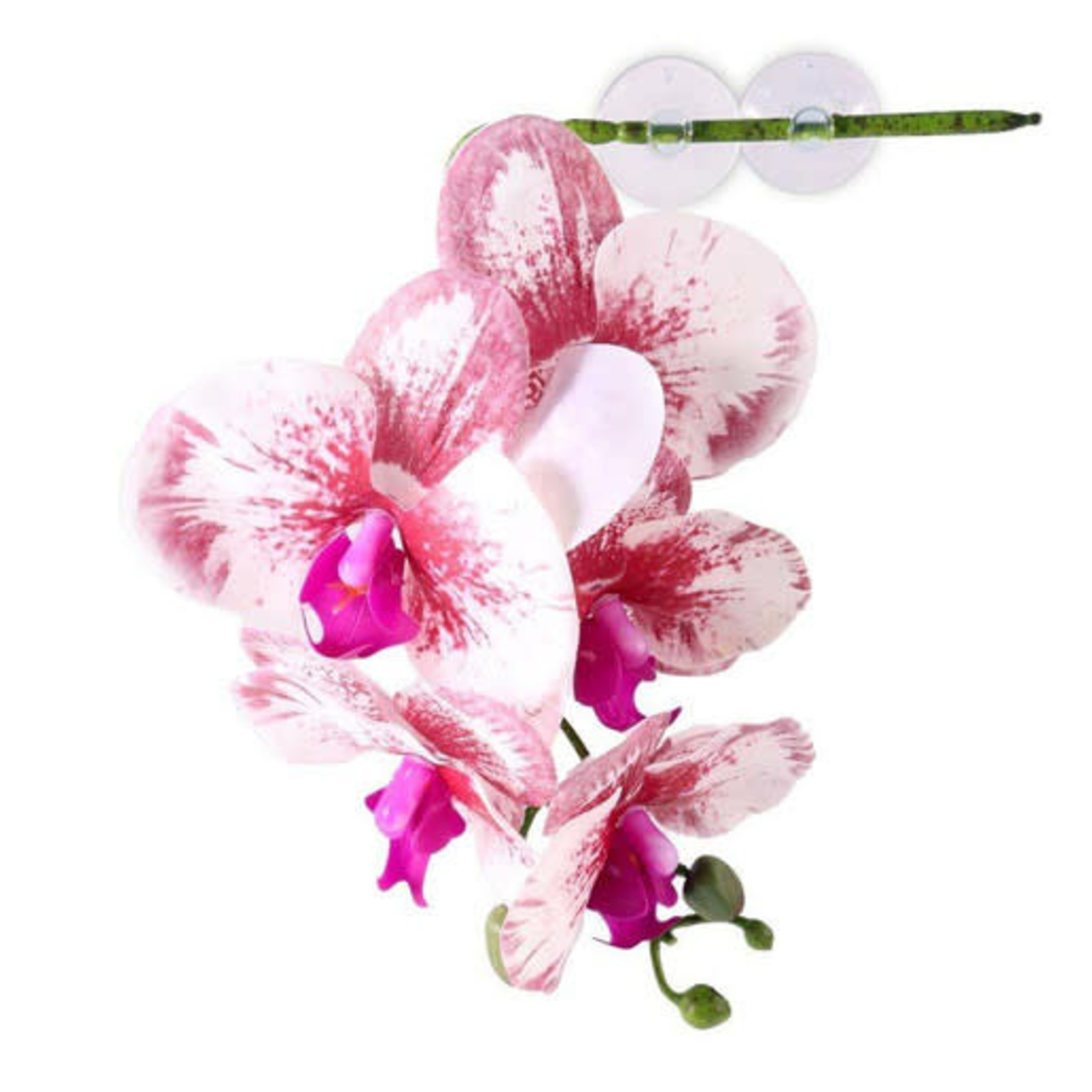 PANGEA (W) PANGEA HANGING ORCHIDS - WHITE