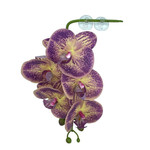 PANGEA PANGEA HANGING ORCHIDS - PURPLE/YELLOW