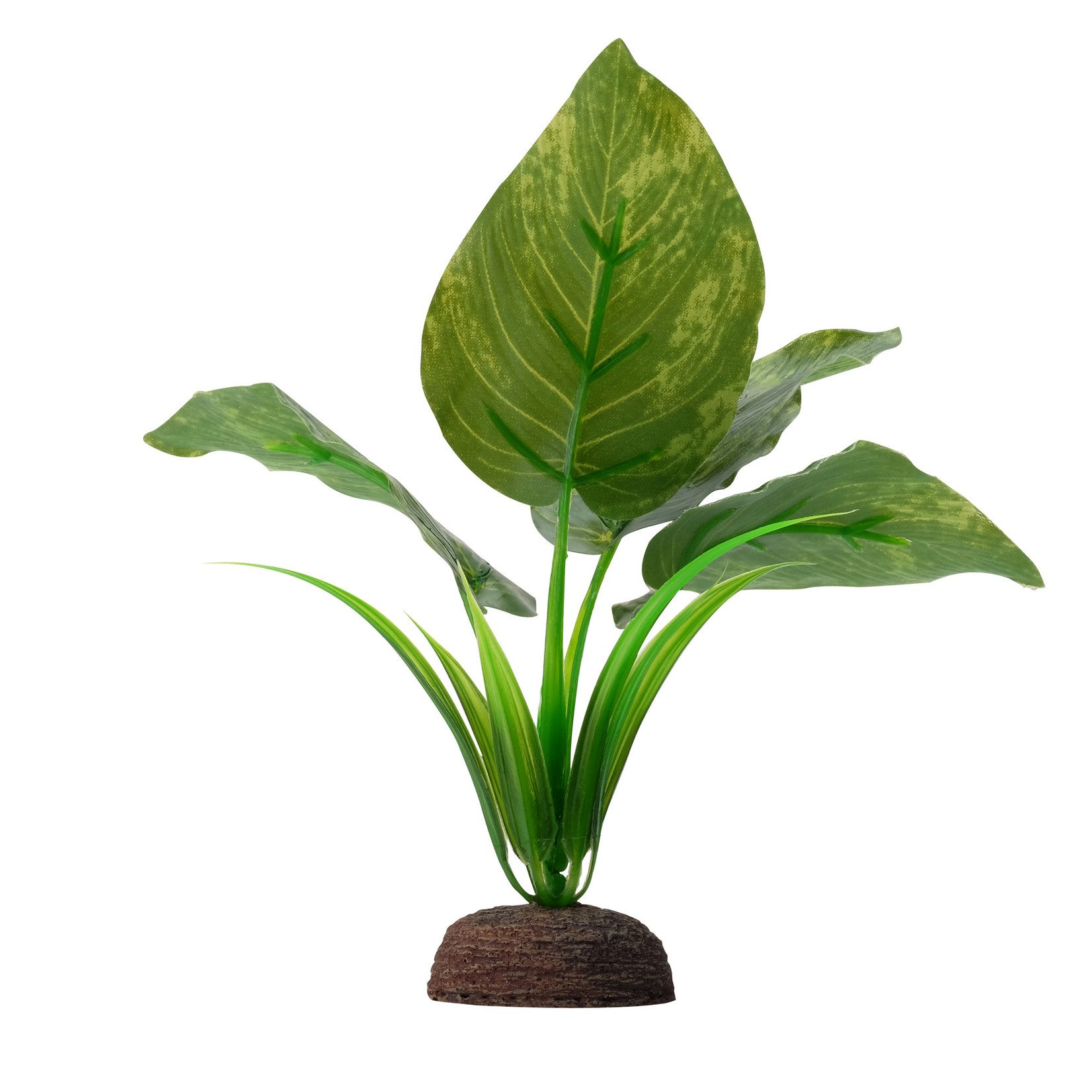 FLUVAL (D) Fluval Aqualife Plant Scapes Variegated Lizard's Tail - 15 cm (6 in)