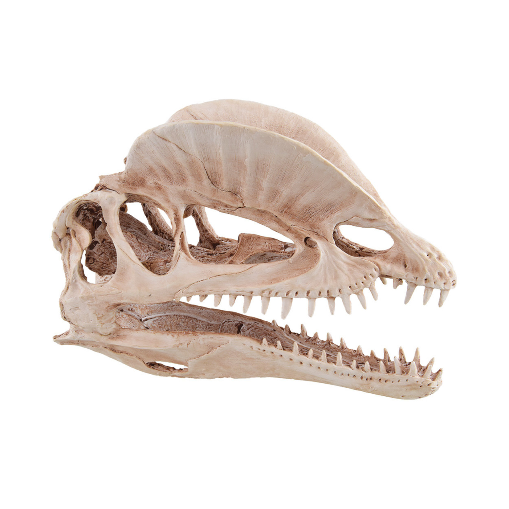 UNDERWATER TREASURES UT Dinosaur Skull