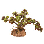 Zoo Med Naturalistic Desert Flora - Red Leaf Stonecrop