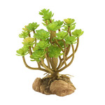 Zoo Med Naturalistic Desert Flora - Tree Houseleek