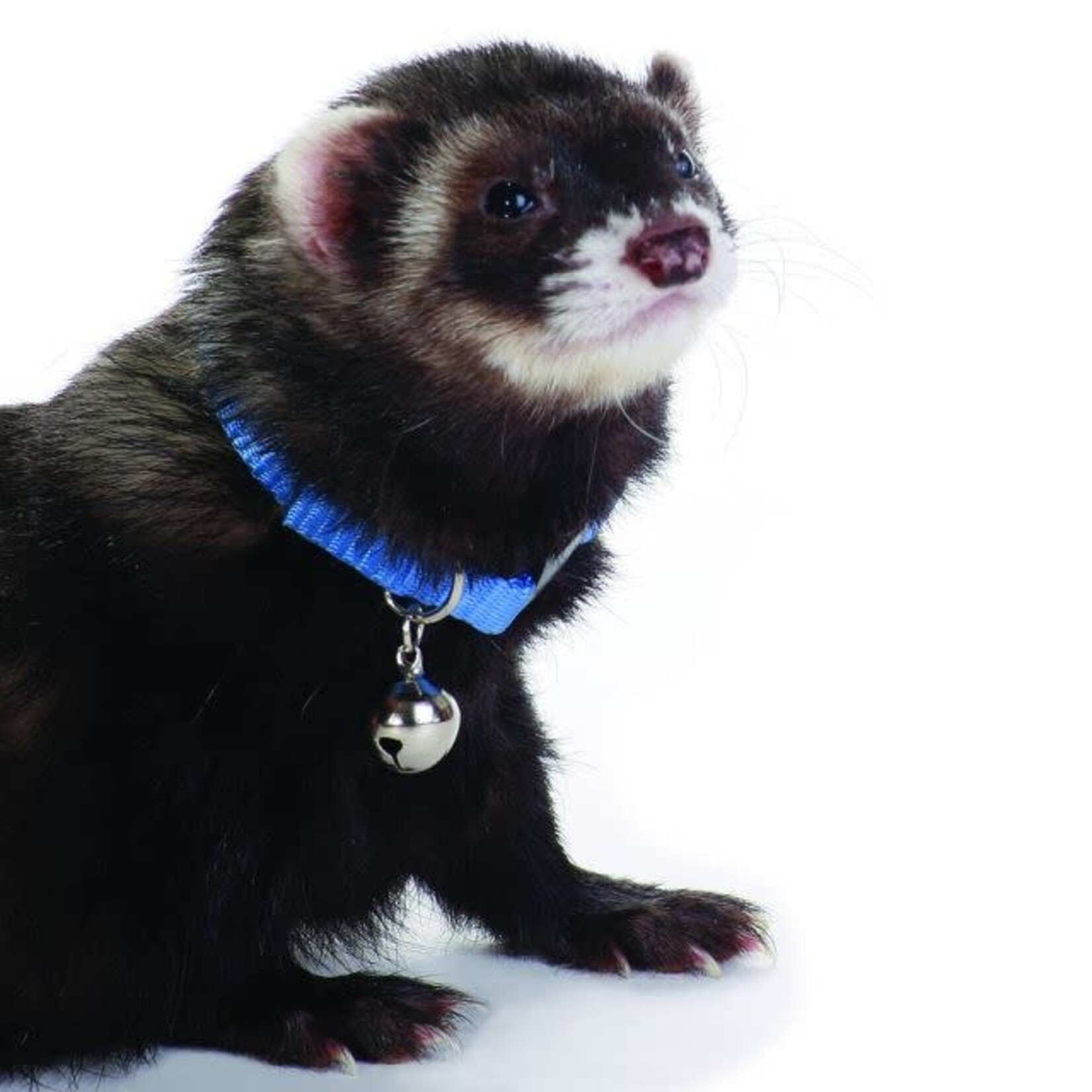 MARSHALL Marshall Ferret Bell Collar - Blue