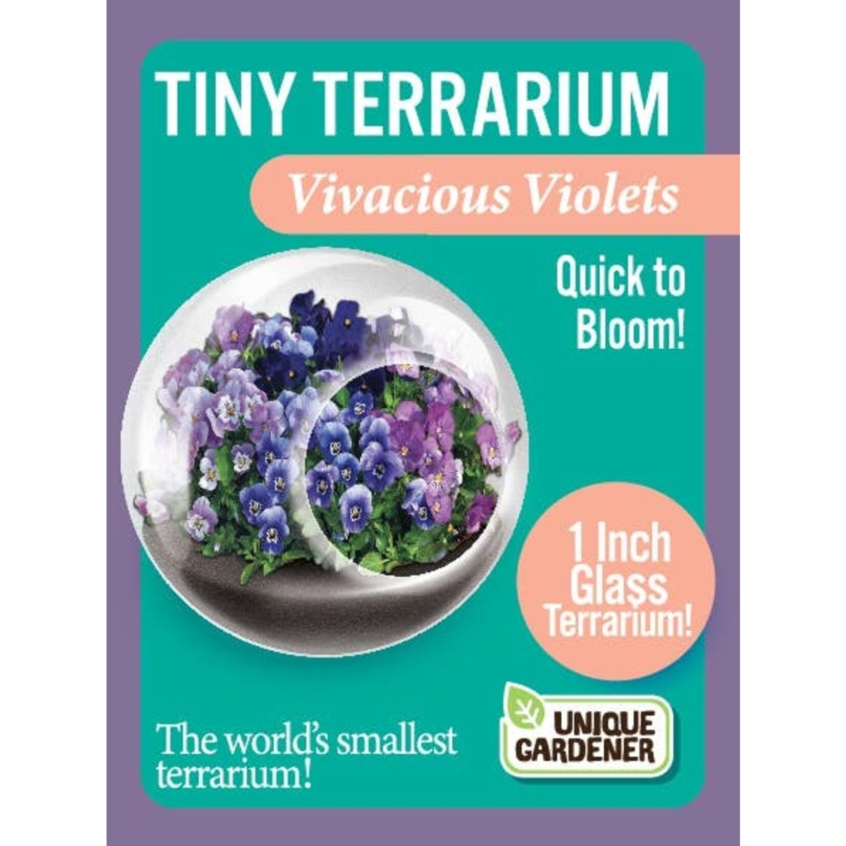 UNIQUE GARDENER Unique Gardener Tiny Terrarium Vivacious Violet