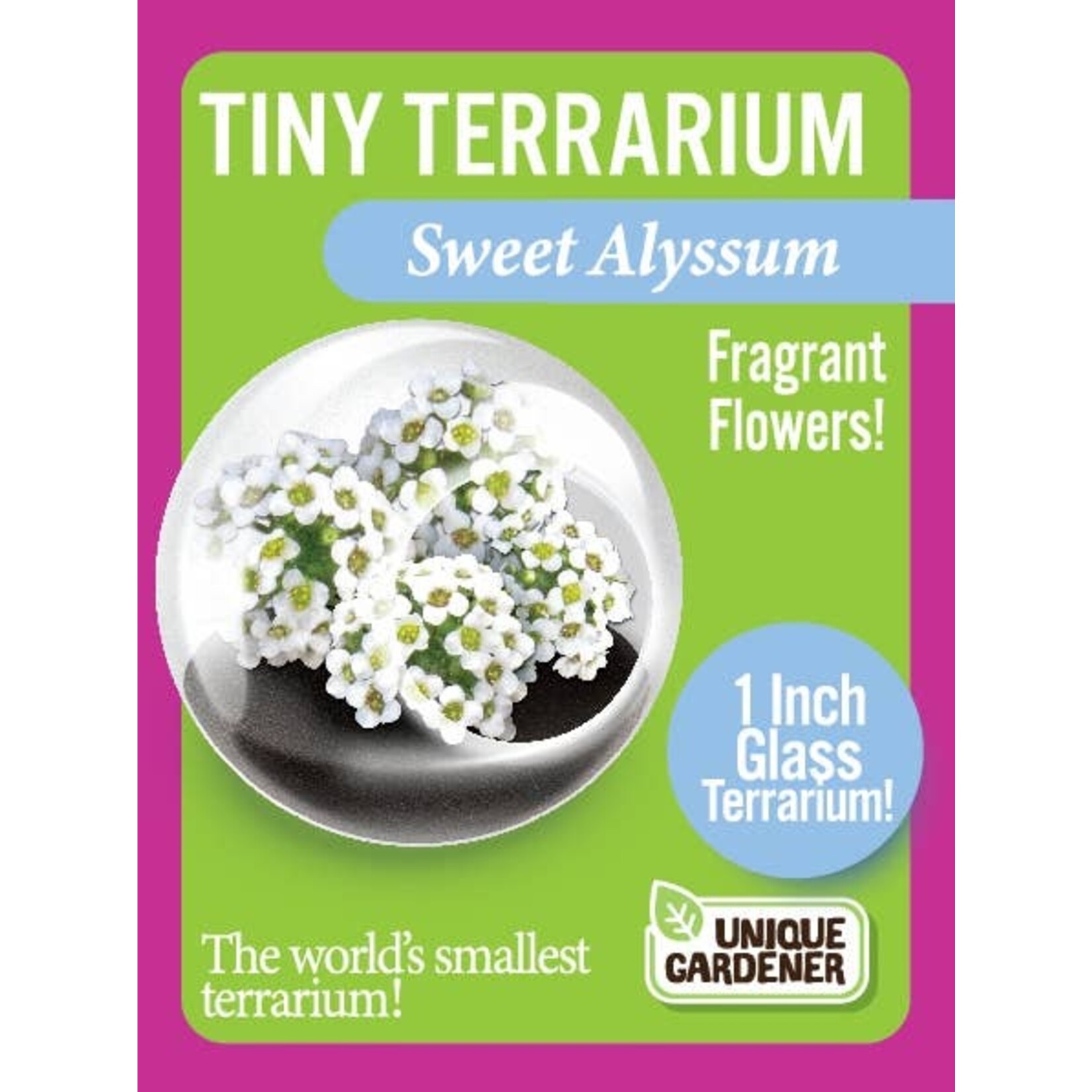 UNIQUE GARDENER Unique Gardener Tiny Terrarium Sweet Alyssum